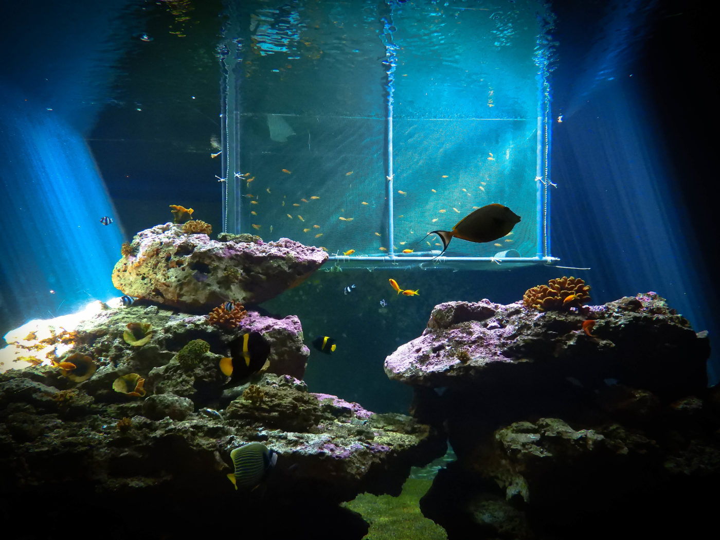 De nouveaux arrivants à l'Aquarium de Vendée! Aquarium de Vendée