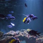 animations aquarium de vendee - atelier nourissage - aquarium vendee