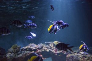 Nourrissage des poissons @ Aquarium de Vendée