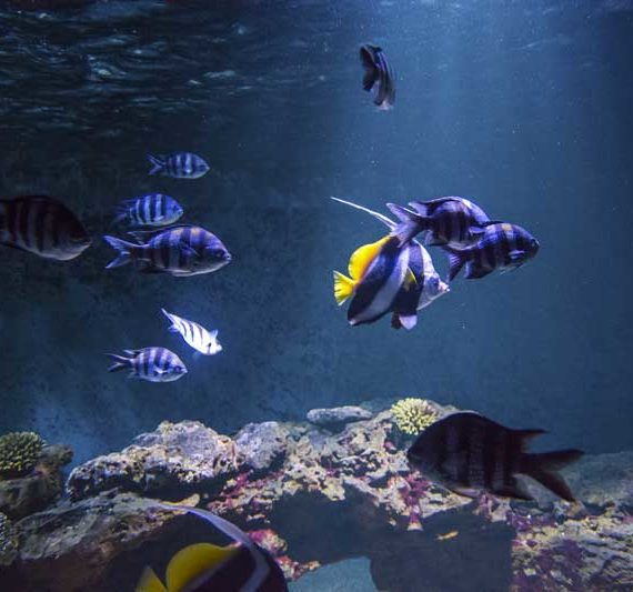 animations aquarium de vendee - atelier nourissage - aquarium vendee