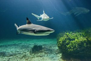 Requins, espèces en danger