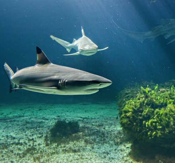 animations aquarium de vendee - les requins