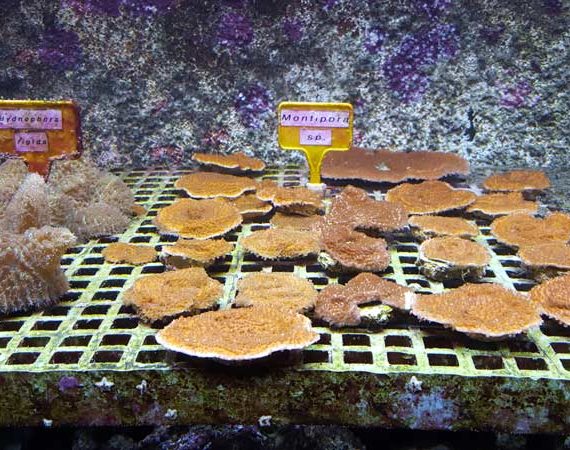 L’Aquarium le 7ème continent favorise la reproduction des poissons et coraux