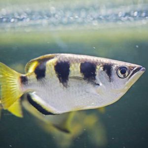 Découvrez nos pensionnaires star tels que le poisson Archer - Aquarium Vendée