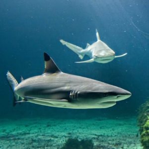 Visiter l'aquarium Vendée et ses requins pointes noires