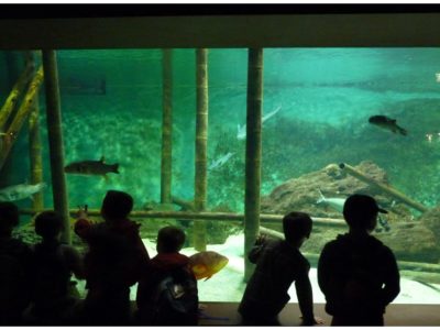 Tarifs Aquarium Vendée - découvrir les offres spéciales groupes