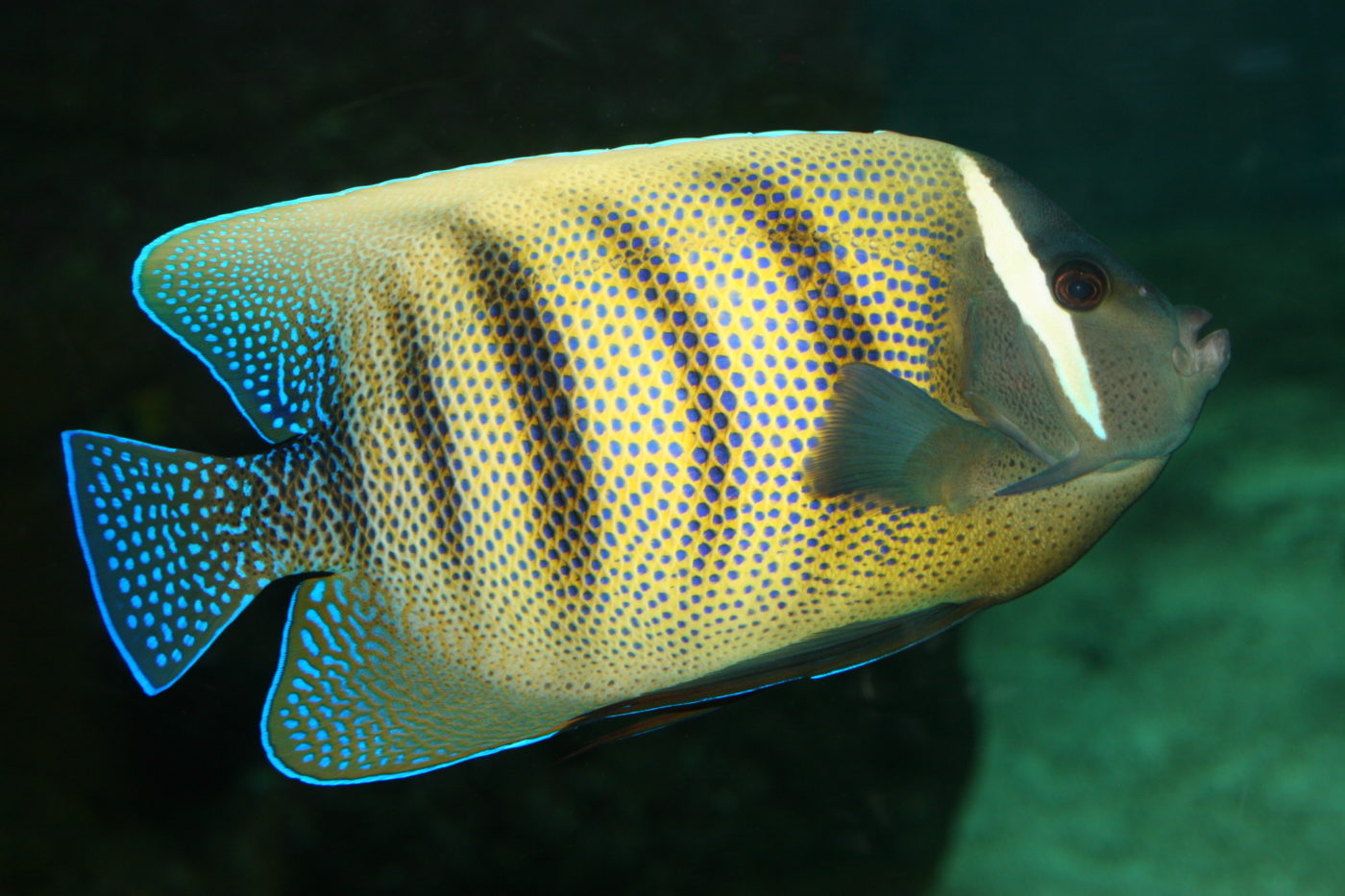 ATELIER "MANGER ET ÊTRE MANGÉ" Aquarium de Vendée