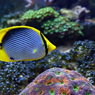 aquarium-sables-dolonne-groupes-scolaires-cest-quoi-un-poisson-aquarium-vendee