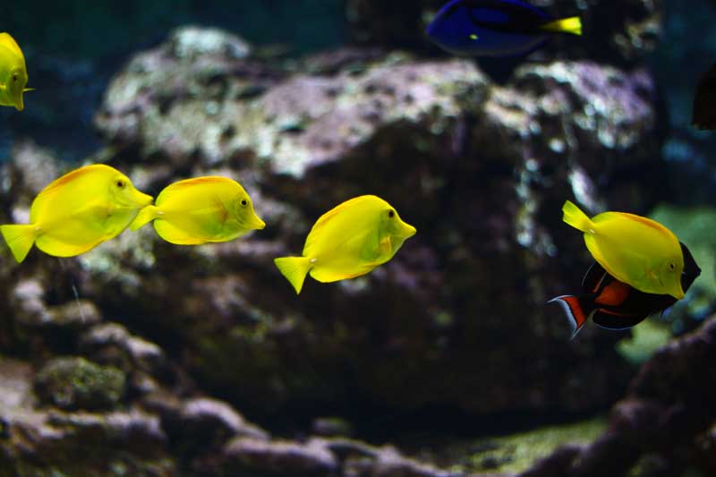 aquarium-talmont-saint-hilaire-quelques-astuces-pour-profiter-de-la-visite-aquarium-de-vendee