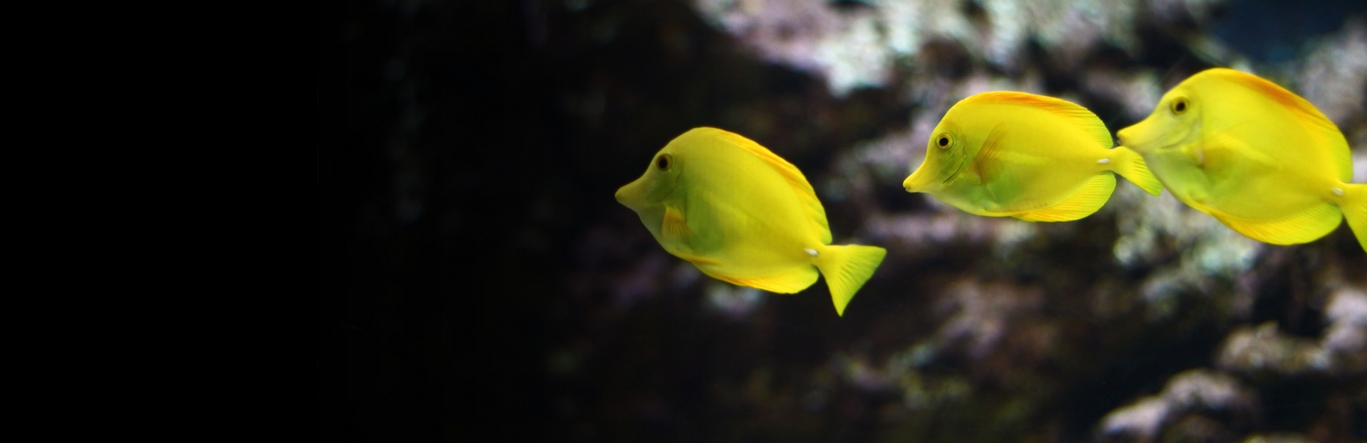 Découvrez les trésors de l’Aquarium de Vendée