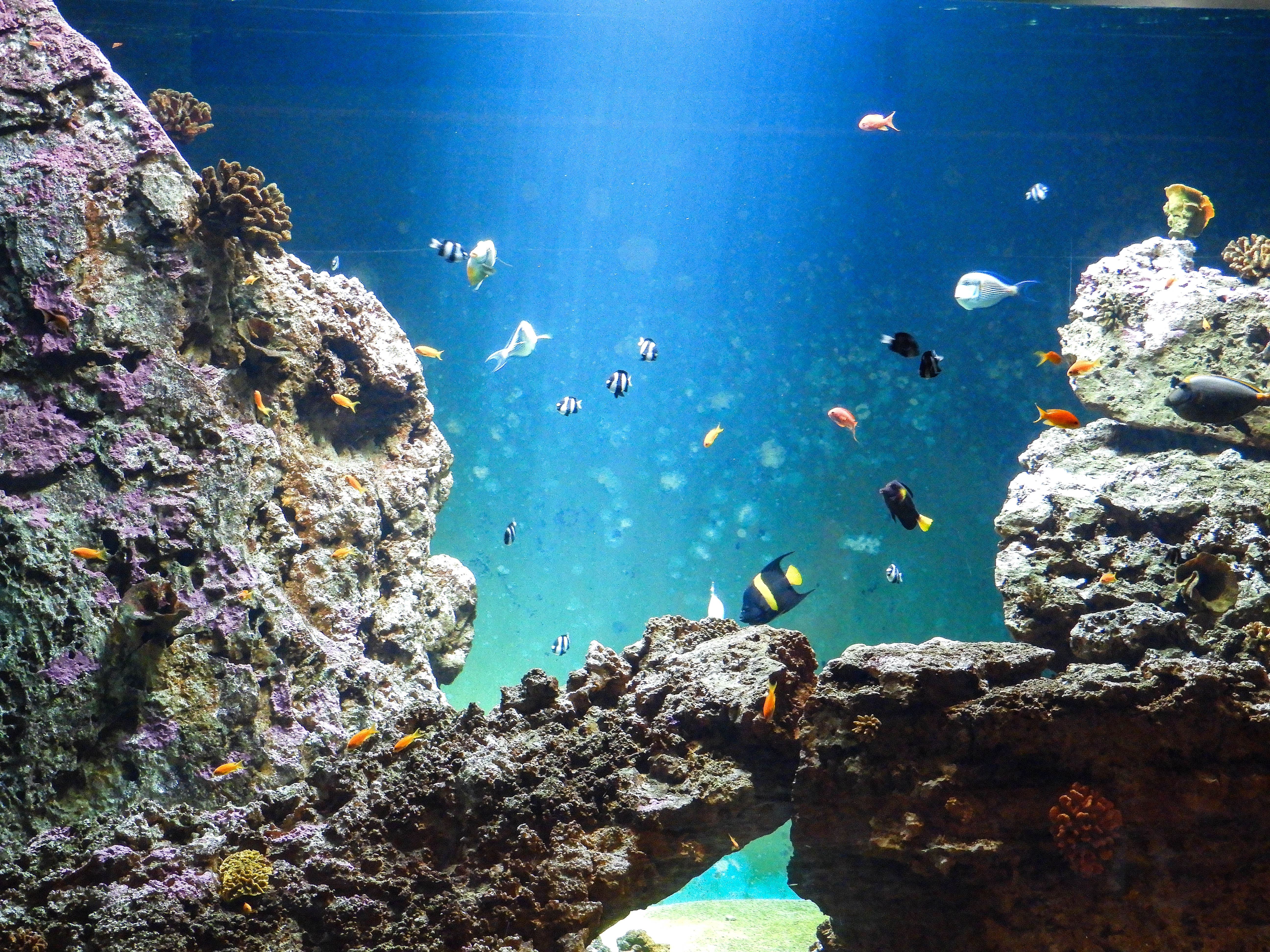 aquarium-talmont-saint-hilaire-animations-aquarium-de-vendee