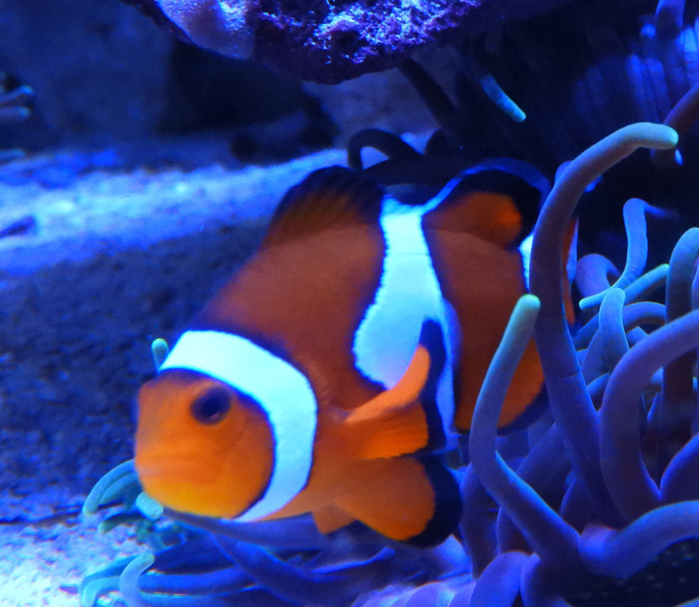 poisson clown (40) Aquarium de Vendée