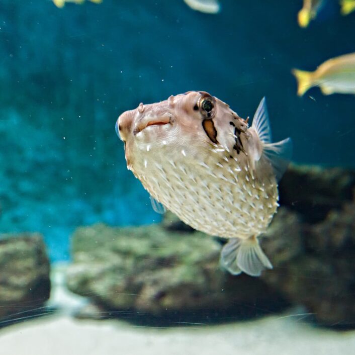 poisson porc-épic (2)