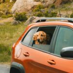 chien interdit aquarium