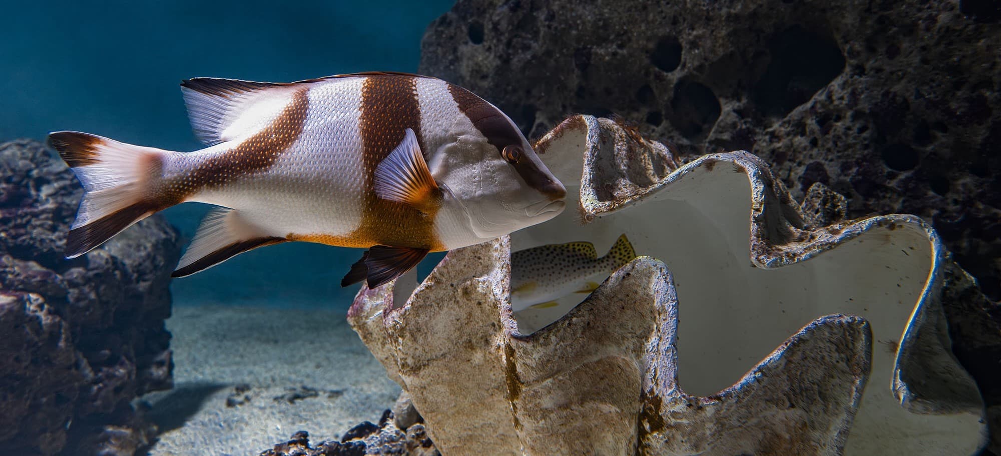 Découvrez les trésors de l’Aquarium de Vendée